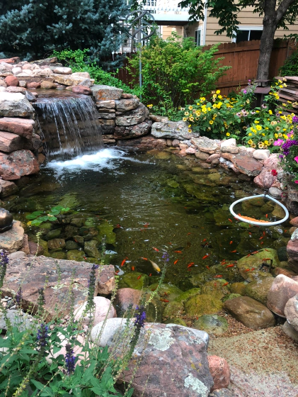Koi Pond 2